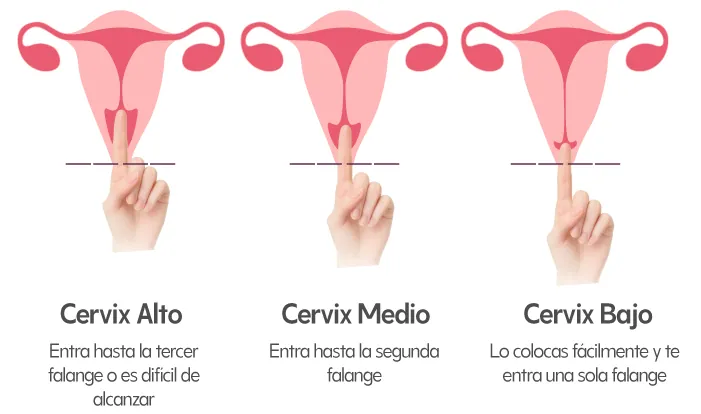 Cervix