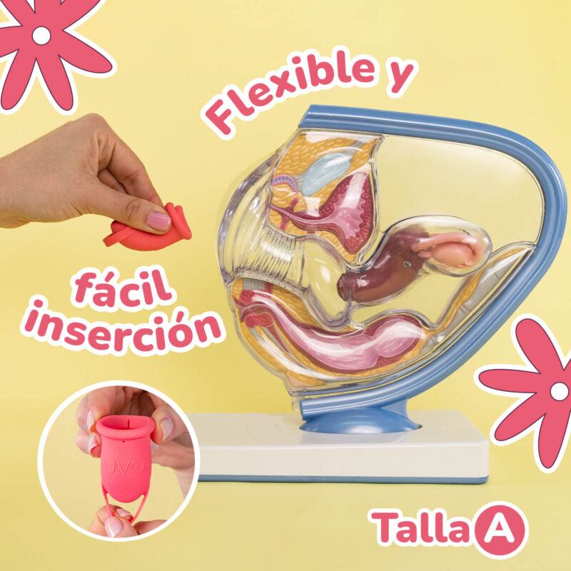 Copa Menstrual UVA 2 talla A